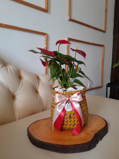 Antúrio no Ntsava ou vaso
