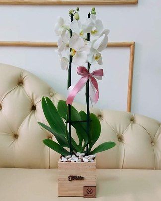 Orquídea no vaso de madeira