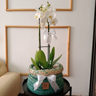 Orquídea no Ntsava