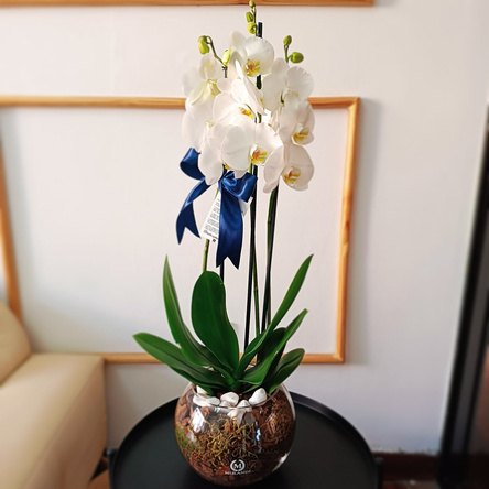 Orquídea no vaso de vidro