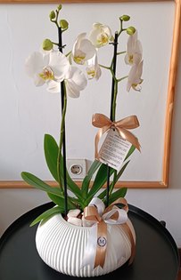 Orquídea no vaso cerâmico