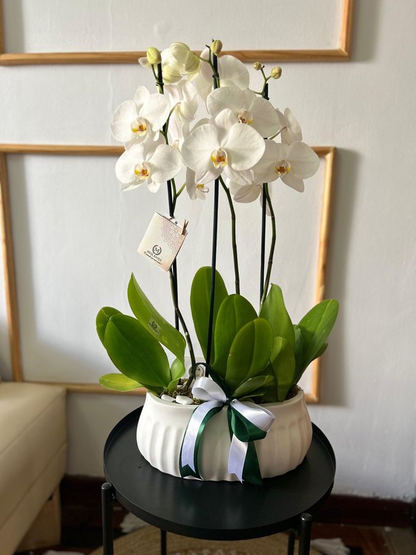 Orquídeas no vaso cerâmico grande (3 a 4 hastes)